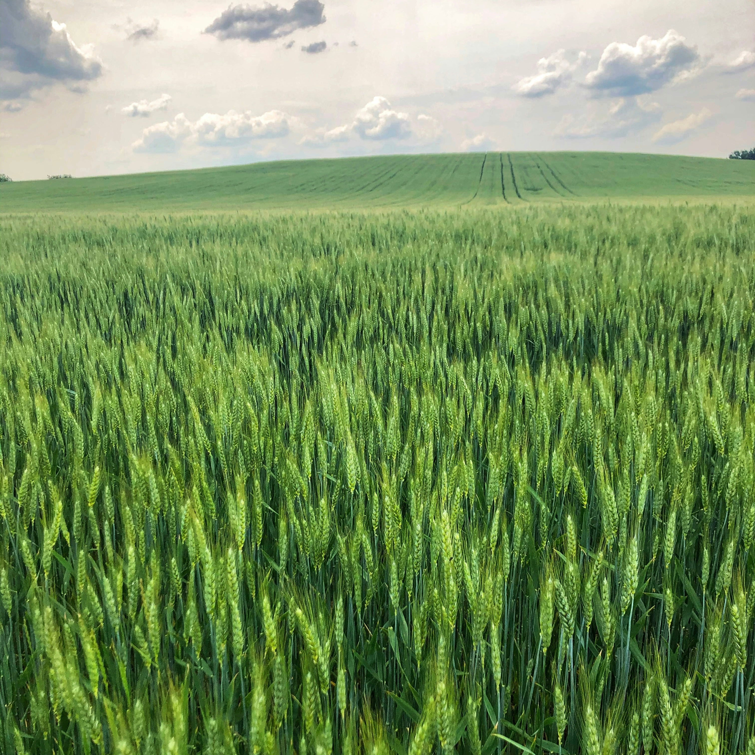 Erstklassige Verarbeitung, nachhaltige Materialien - ReeKOV Armlehnen für ein unvergleichliches Fahrerlebnis.